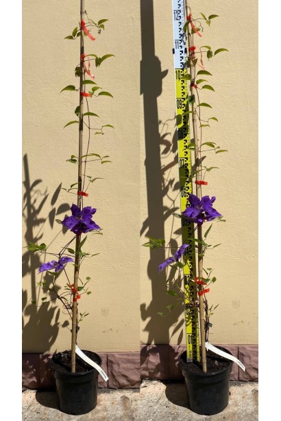 Клематіс Президент - 3л/вис.100-140см/Ø10-30см